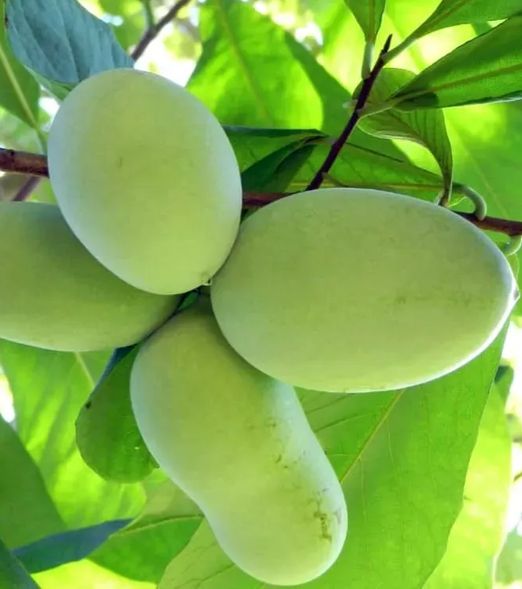 Asimina triloba 'Shenandoah'
